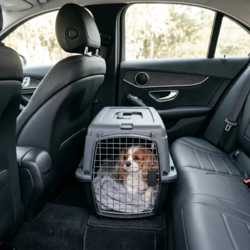 Cão numa transportadora cinzenta colocada no chão atrás do banco traseiro